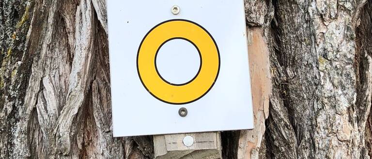 Ein quadratisches Schild mit einem gelben Kreis in der Mitte ist an einem Baumstamm befestigt.