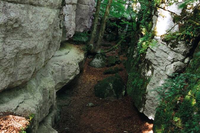 Die Aufnahme zeigt eine schmale, bewaldete Schlucht mit hohen Felswänden, die von Moos und Pflanzen bedeckt sind.